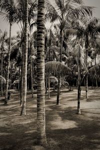 View of palm trees against clear sky