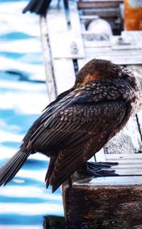 Close-up of bird perching on wood