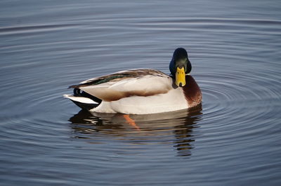 Duck swimming in lake