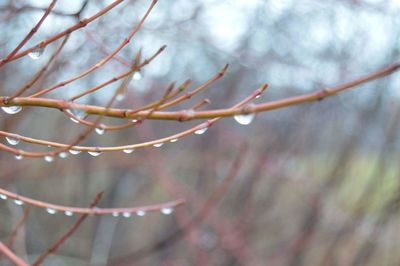 Close-up of water drops on branch