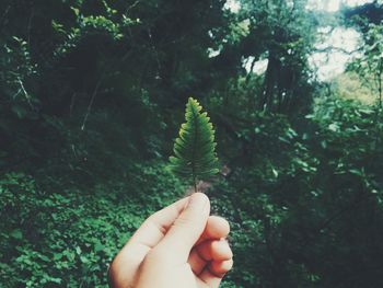 Cropped image of hand holding leaf