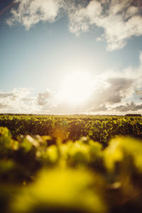 Scenic view of field against sky