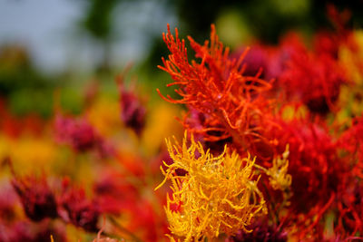 Close-up of orange flower on plant