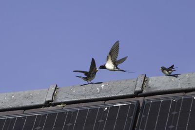 Low angle view of birds flying against clear sky