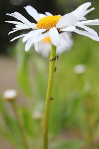 Close-up of yellow flower blooming outdoors