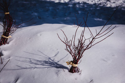 Dead plant on snow covered land