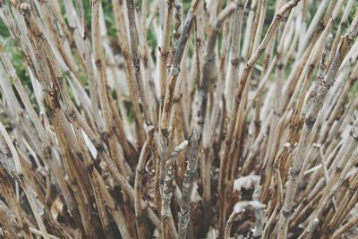 Full frame shot of dry plants on field
