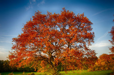 Autumn trees on field against sky