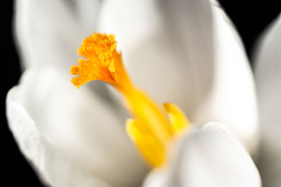 Close-up of yellow flowering plant