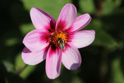 Close-up of insect on pink flower