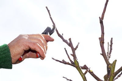 Close-up of hand cutting plant with pruning shears against white background