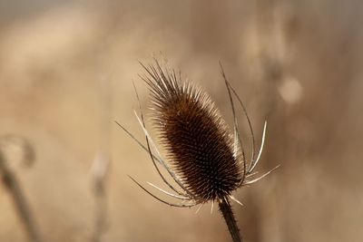 Close-up of wilted plant