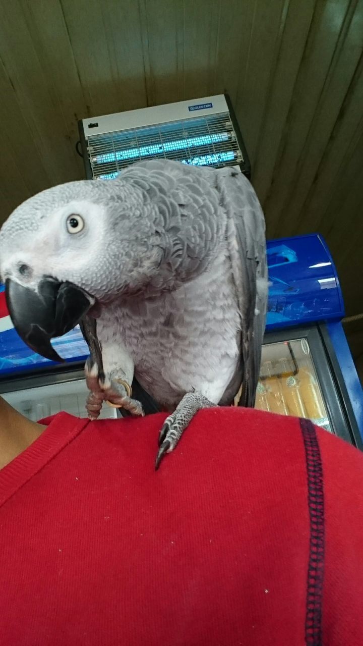 indoors, animal themes, one animal, bird, close-up, animal head, white color, blue, domestic animals, no people, beak, relaxation, pets, feather, focus on foreground, home interior, animal body part, portrait, front view, wildlife