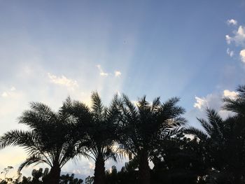 Low angle view of coconut palm trees against sky