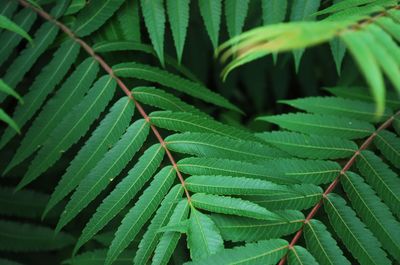 Full frame shot of leaves