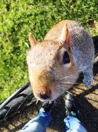 Close-up of hand feeding