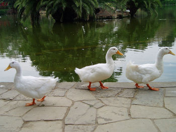 Two ducks in lake
