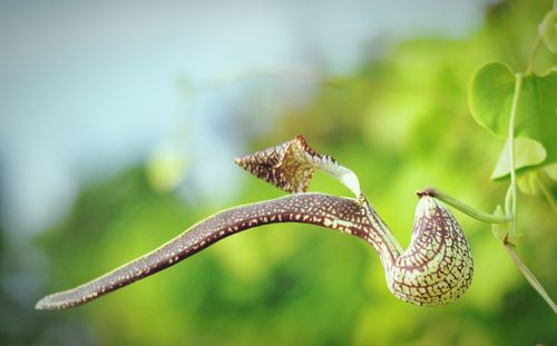Close-up of butterfly on leaf
