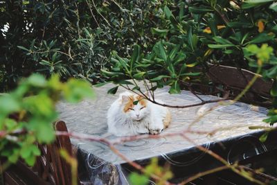 Close-up of cat sitting by plants