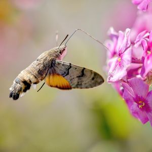 Close-up of butterfly pollinating on pink flower