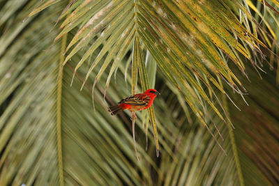 Close-up of insect on plant