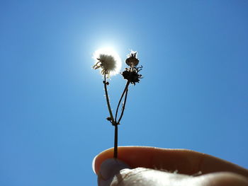 Low angle view of hand holding flower against clear blue sky