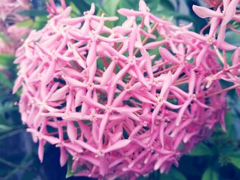 Close-up of flowers blooming outdoors