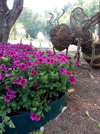 Close-up of pink flowering plants in park