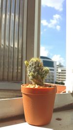 Close-up of potted plant on window sill