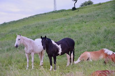 Horse grazing on grassy field