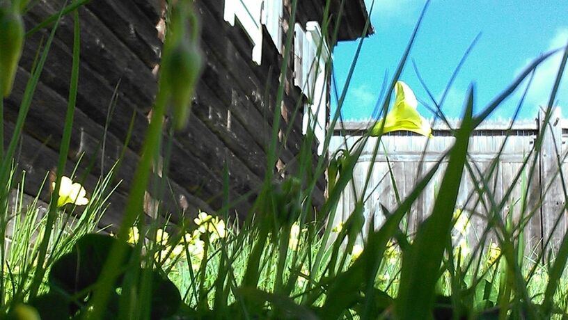 plant, growth, grass, built structure, field, architecture, sky, green color, nature, building exterior, growing, day, close-up, fence, outdoors, sunlight, no people, leaf, rural scene, clear sky