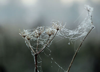 Close-up of spider on web