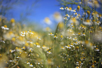 Close-up of yellow flowering plants on field