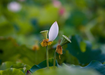 Close-up of white flowering plant