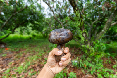 Cropped hand holding snail