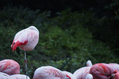 Close-up of pink flowers