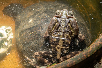 High angle view of crocodile