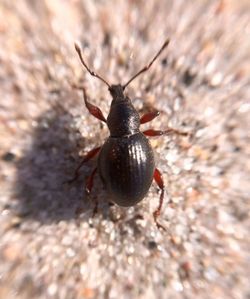 Close-up of ladybug on leaf