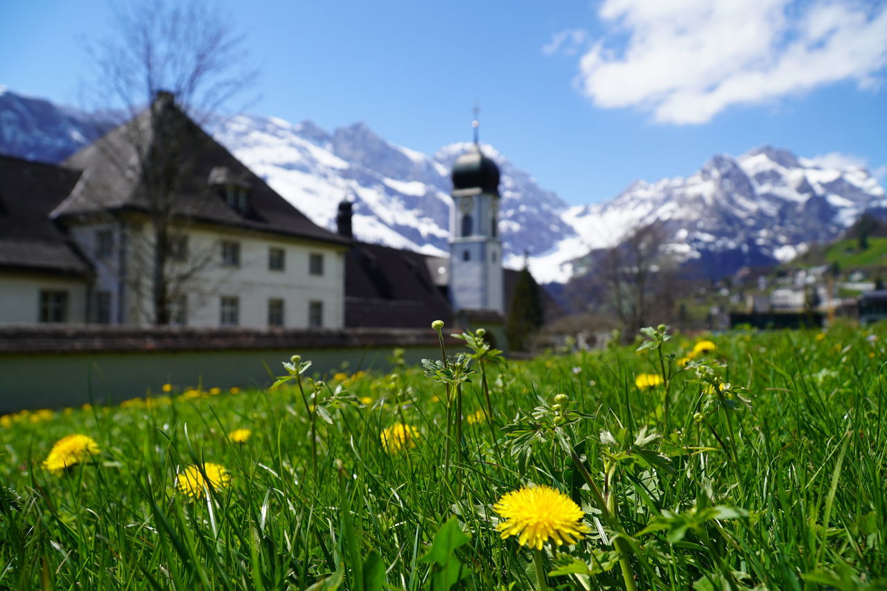 YELLOW FLOWERS GROWING ON FIELD