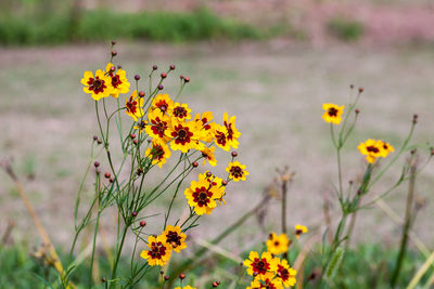 Close-up of yellow flowering plant on field