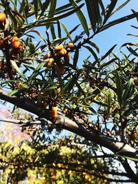 Low angle view of fruits growing on tree