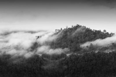 Trees in forest against sky