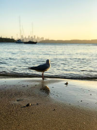 Seagulls at sunset on the beach, view of sydney city at watsons bay in sydney, australia