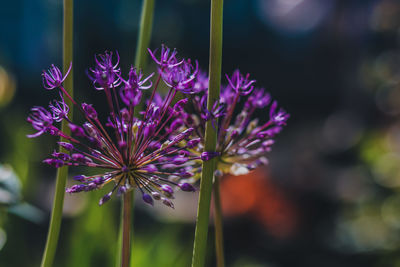 Close-up of purple flowering plant