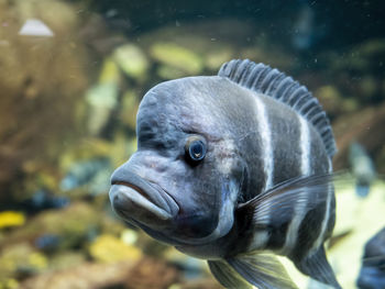 Close-up of fish swimming in aquarium