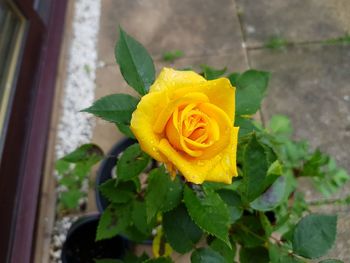 Close-up of yellow rose