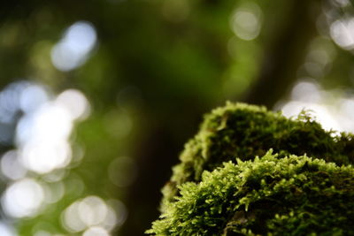 Close-up of green plant