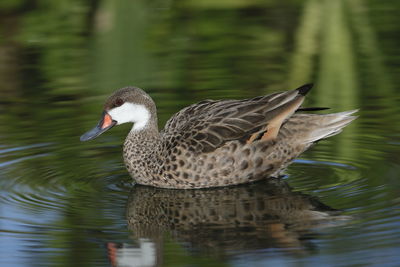 Duck swimming in lake