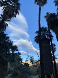 Low angle view of palm trees against sky