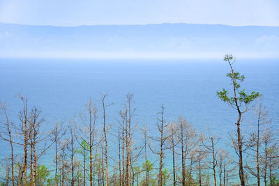 Scenic view of sea and tree
